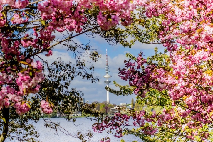 Fernsehturm, Alster, Frühling, Kirschblüten, japanisches Kirschblütenfest, Außenalster