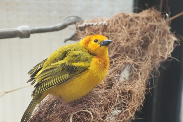 Webervogel, Vogel, Tierpark Hagenbeck, Hagenbeck, Hamburg, Stellingen, Tropenaquarium, Eismeer
