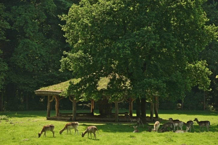 Dammwild, Familienausflug