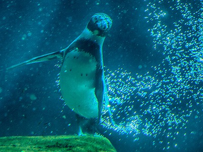 Hagenbeck Tierpark, Hamburg für Familien