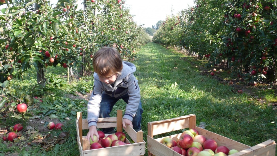 Frische Äpfel: Kind beim Pflücken