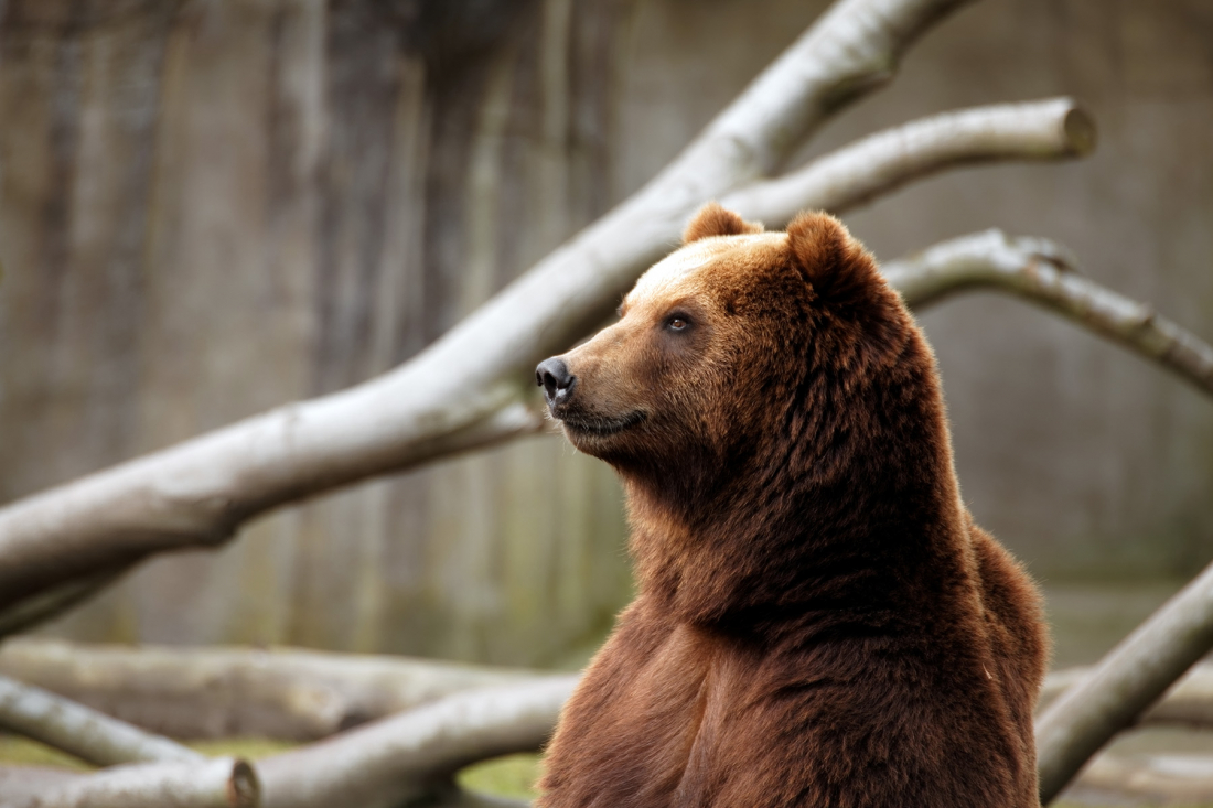 Bären-starkes: Kamtschatka-Bär