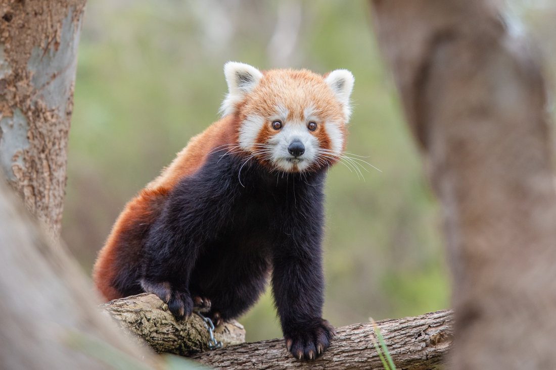 Bären-starkes: Roter Panda