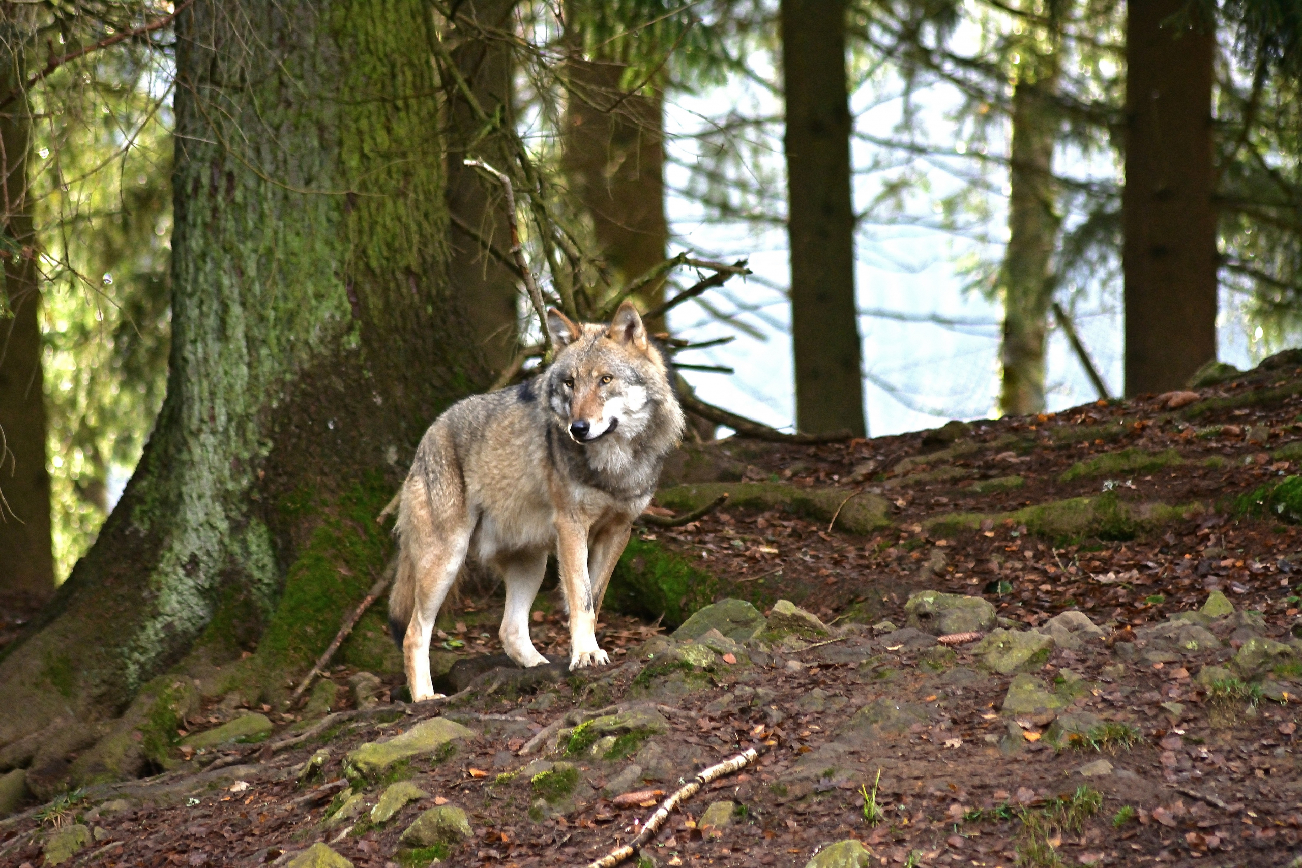 Der Wolf Und Die Jagd Hamburg Guide