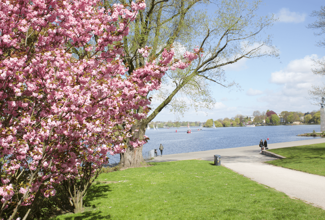 Frühling: Blütenpracht an der Alster