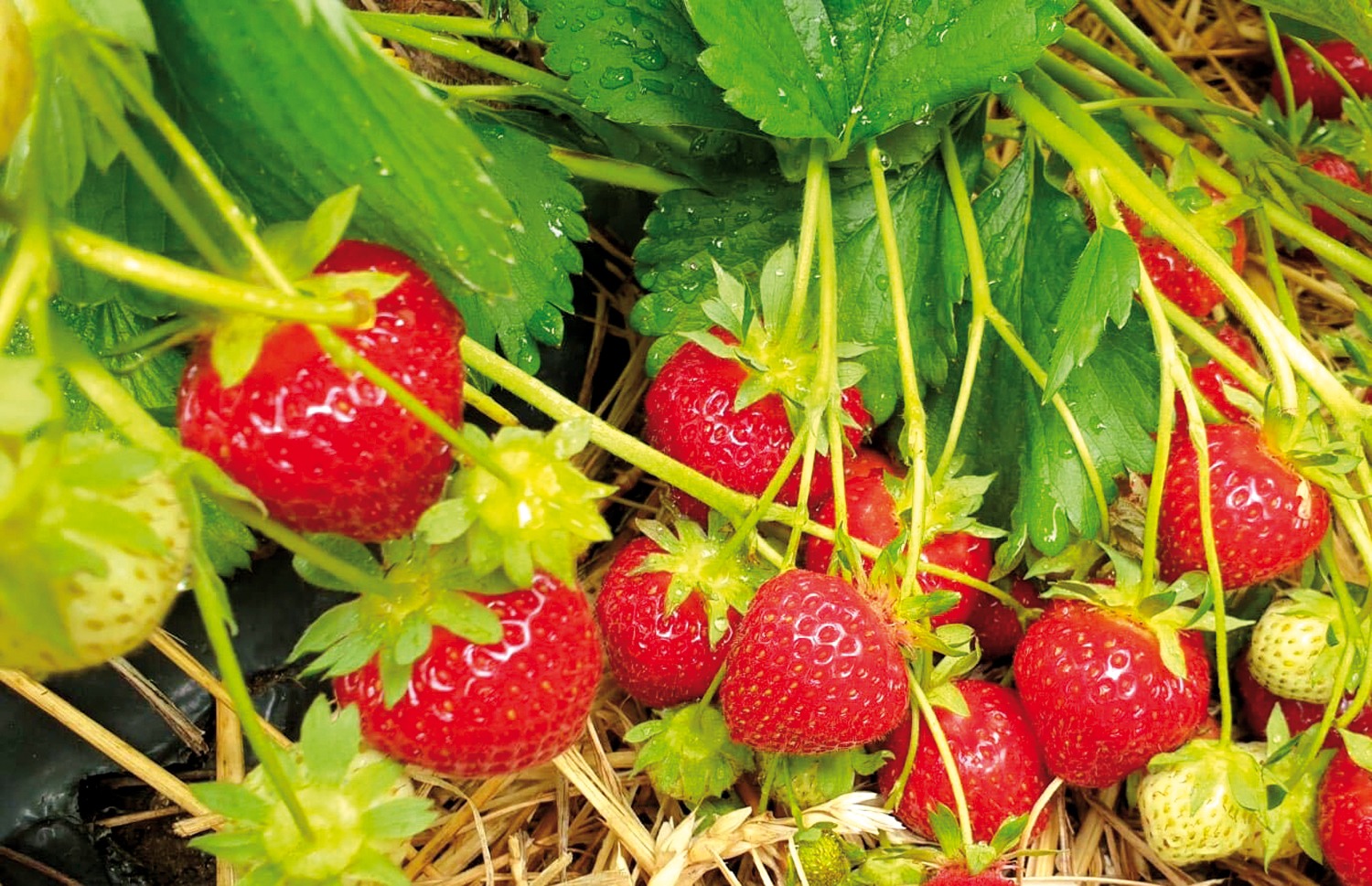 Erdbeeren Am Strauch